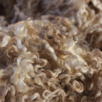 raw wool in egypt