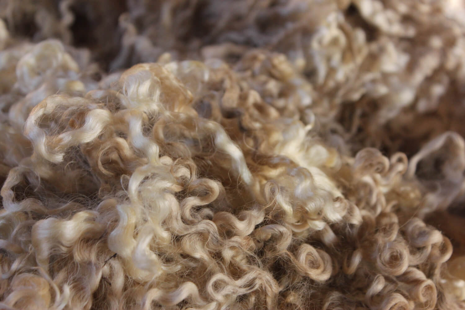 raw wool in egypt